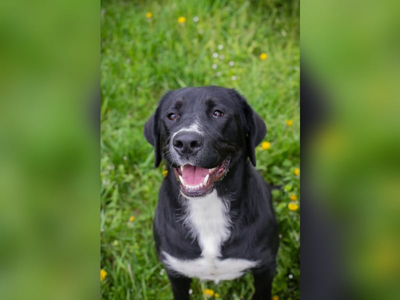 Chip 238265: Sucht ein Zuhause