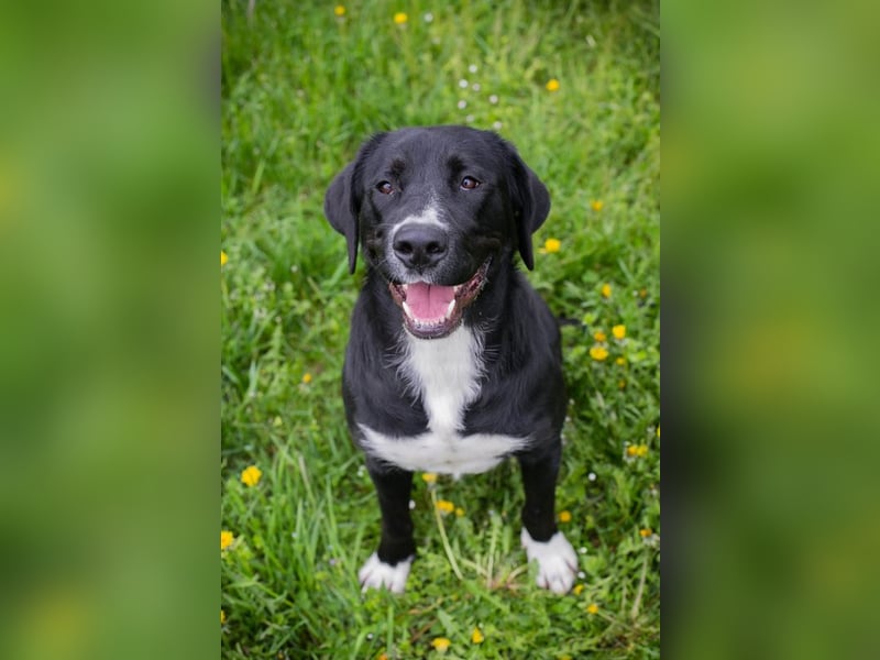 Chip 238265: Sucht ein Zuhause