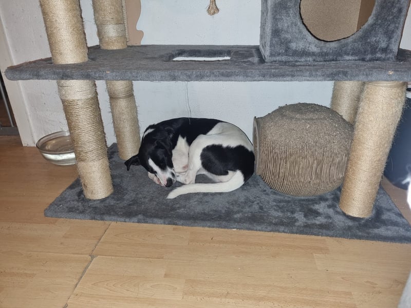 Perdi: lebensfrohes Powerpaket in 66954 Pirmasens
