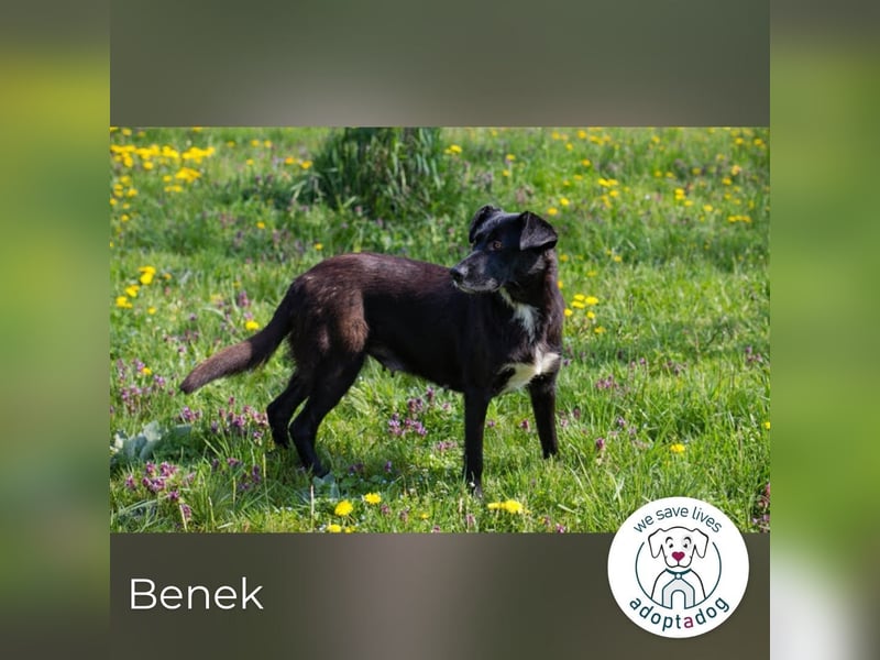 Benek: Träumt von einem Zuhause