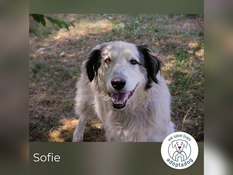 Sofie: Sucht ein Zuhause