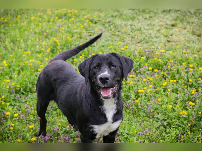 Chip 238265: Sucht ein Zuhause