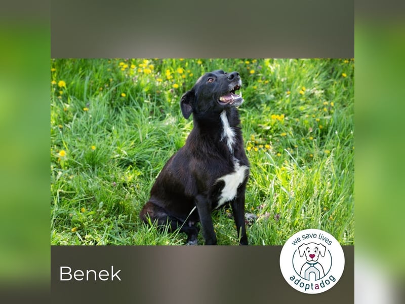 Benek: Träumt von einem Zuhause