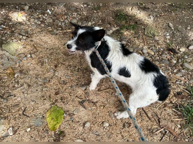 Chip 265889: Sucht ein Zuhause