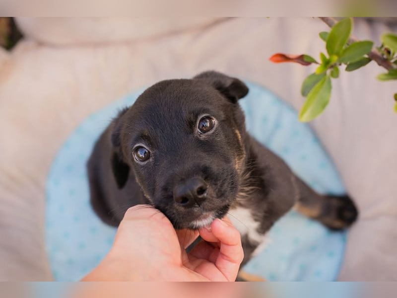 Chip 253715: Hundekind sucht ein Zuhause