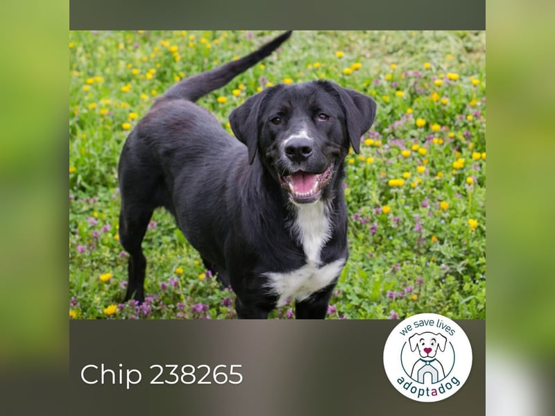 Chip 238265: Sucht ein Zuhause