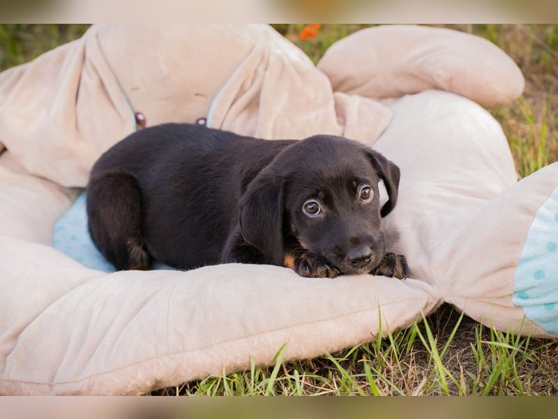 Chip 253715: Hundekind sucht ein Zuhause