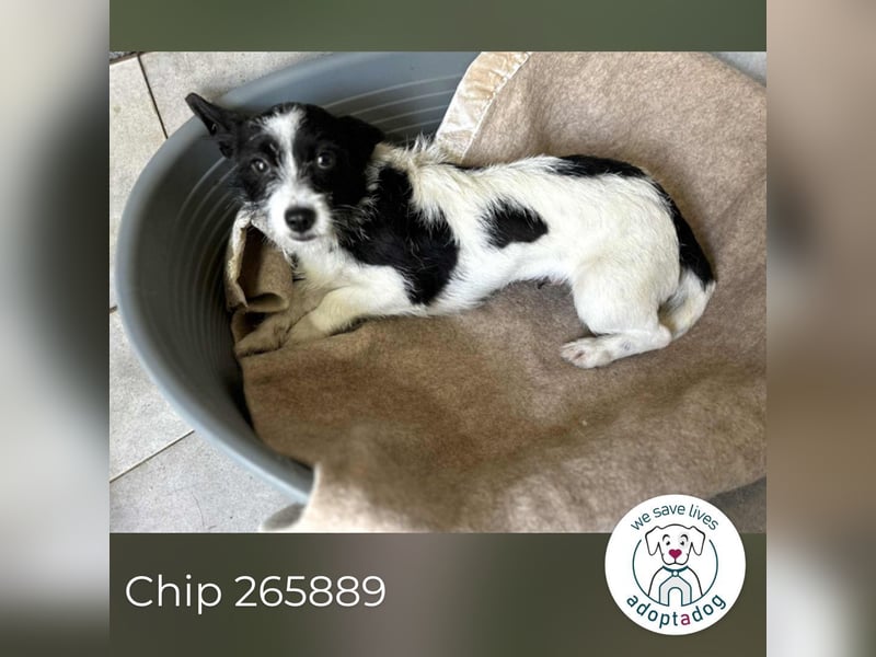 Chip 265889: Sucht ein Zuhause