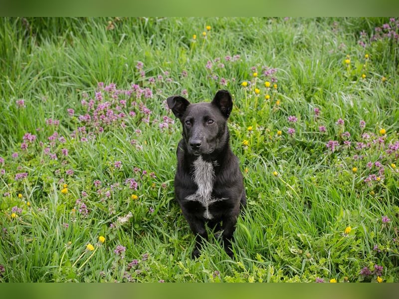 Isi: Hundekind sucht ein Zuhause