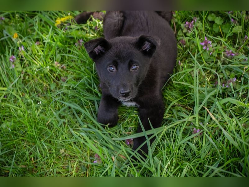 Trine: Hundekind sucht ein Zuhause