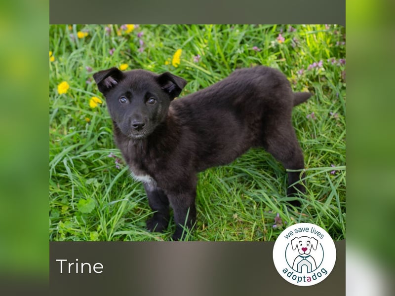 Trine: Hundekind sucht ein Zuhause