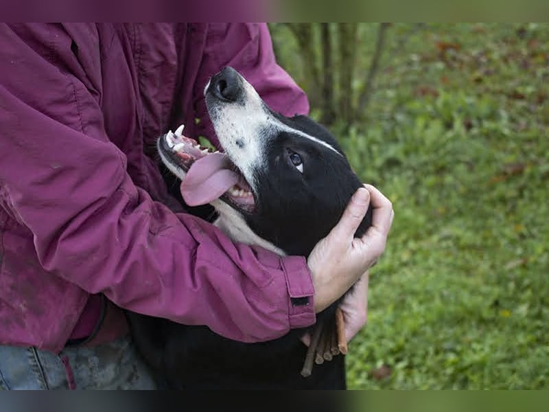 Gretchen: kennt nur das Tierheim