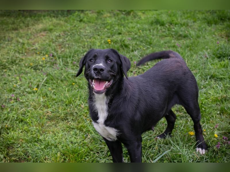 Chip 238265: Sucht ein Zuhause