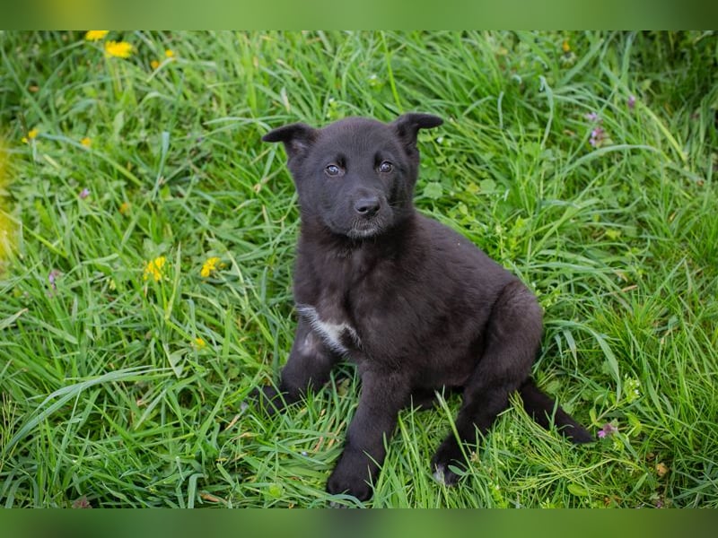 Trine: Hundekind sucht ein Zuhause