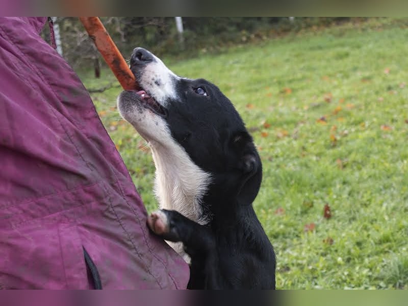 Gretchen: kennt nur das Tierheim