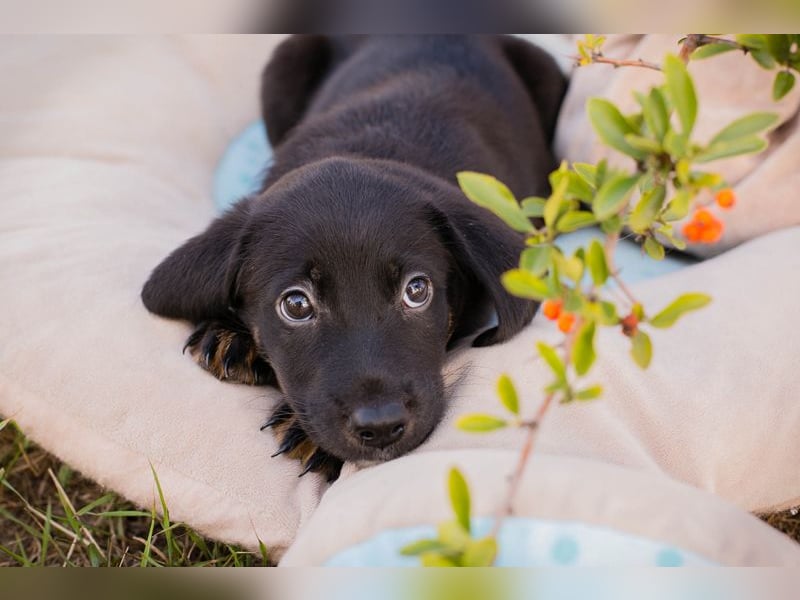 Chip 253715: Hundekind sucht ein Zuhause