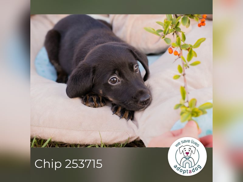 Chip 253715: Hundekind sucht ein Zuhause