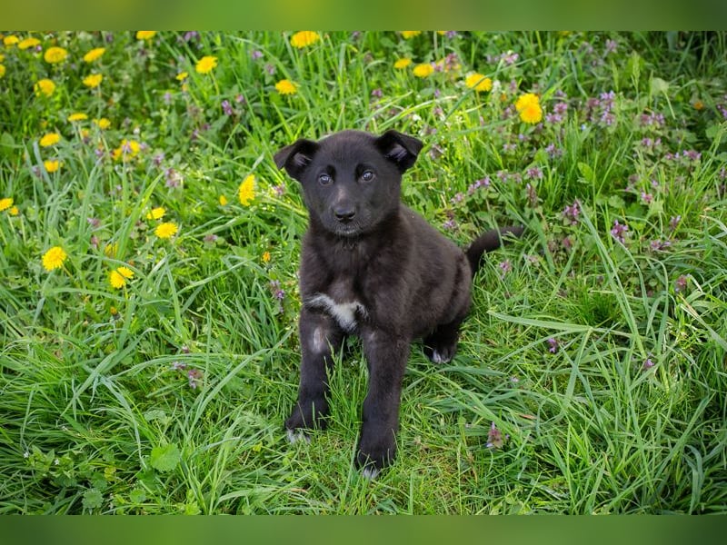 Trine: Hundekind sucht ein Zuhause
