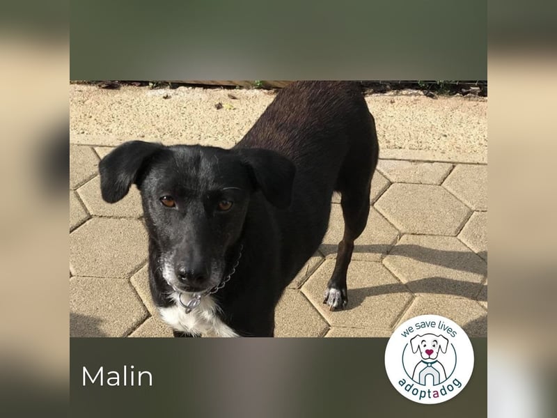 Malin: Black Beauty