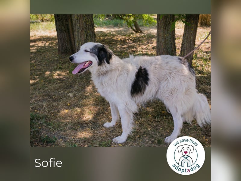 Sofie: Sucht ein Zuhause