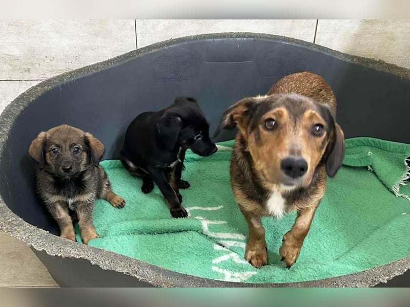 Chip 253715: Hundekind sucht ein Zuhause