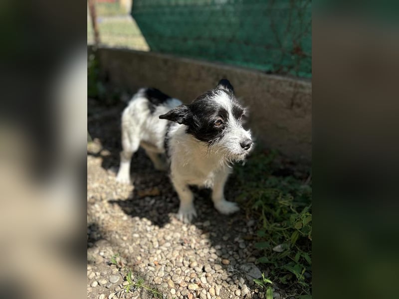 Chip 265889: Sucht ein Zuhause