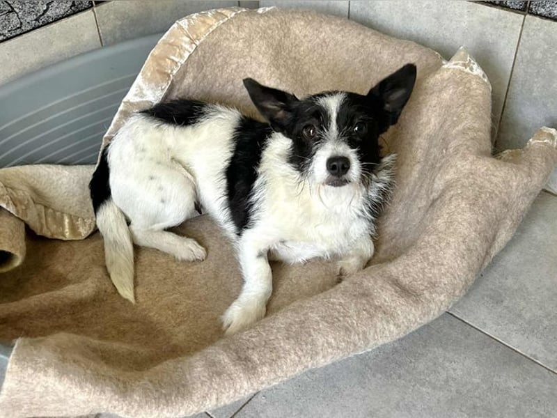 Chip 265889: Sucht ein Zuhause
