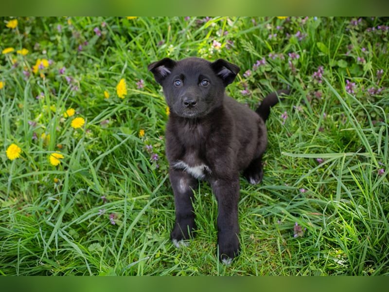 Trine: Hundekind sucht ein Zuhause