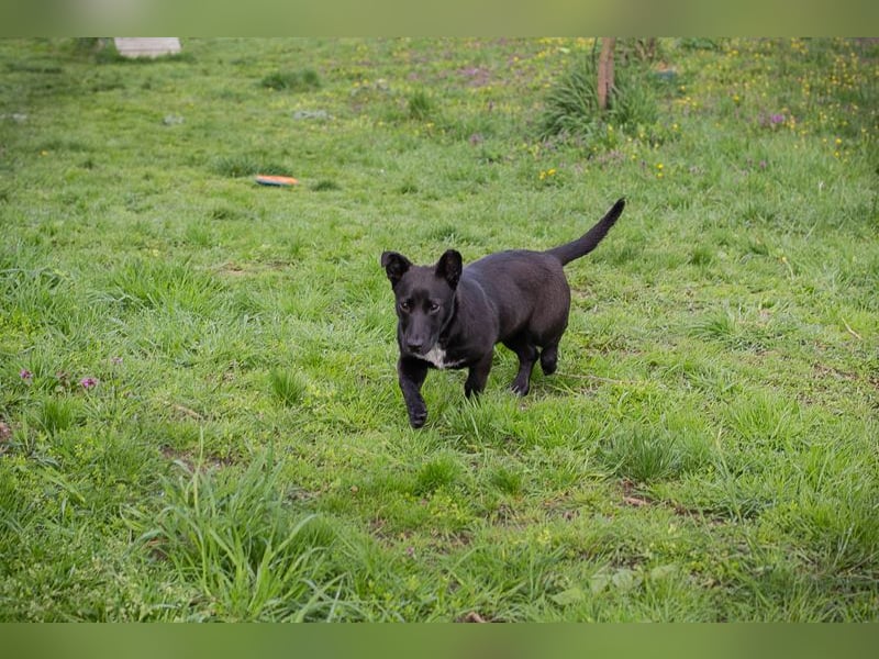 Isi: Hundekind sucht ein Zuhause