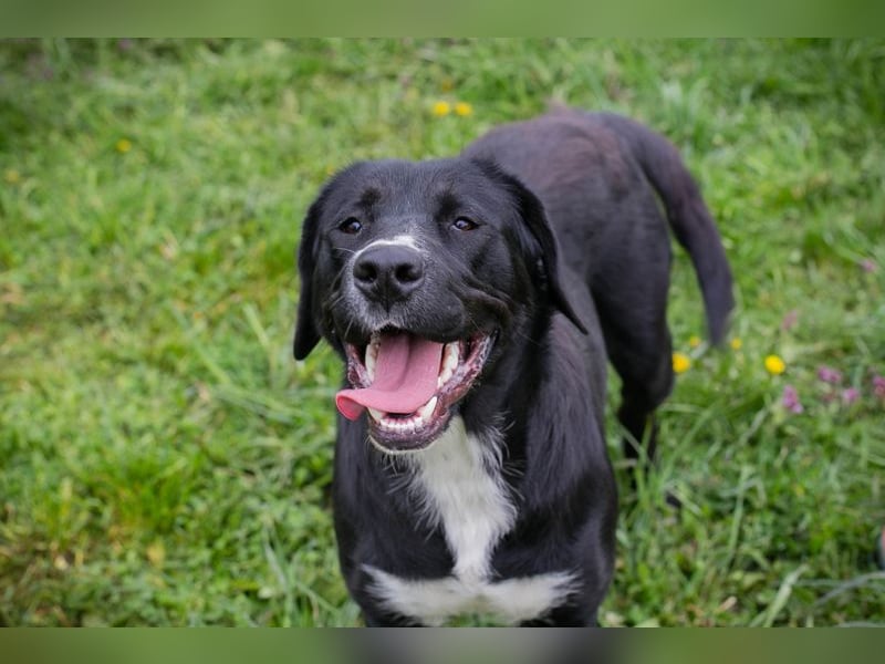 Chip 238265: Sucht ein Zuhause