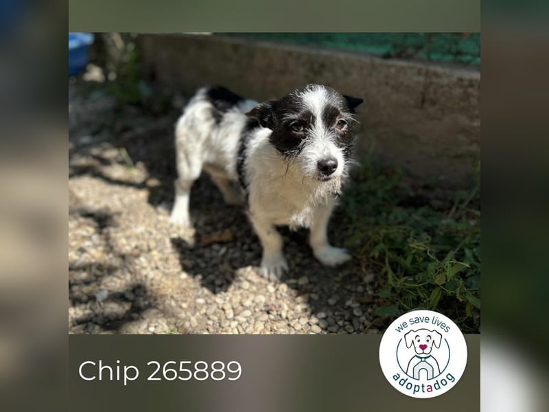 Chip 265889: Sucht ein Zuhause