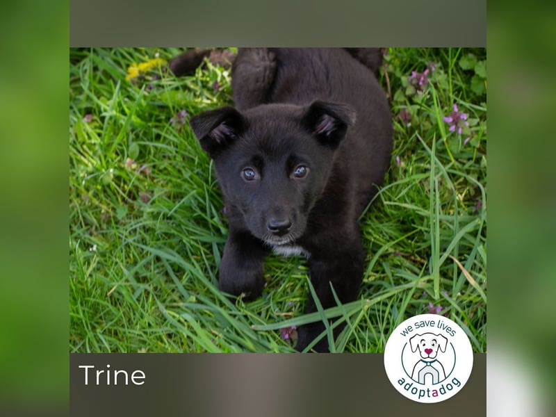 Trine: Hundekind sucht ein Zuhause