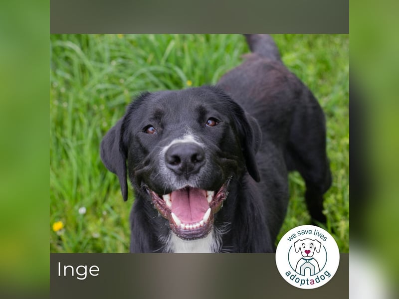 Inge: Verspieltes Kämpferherz