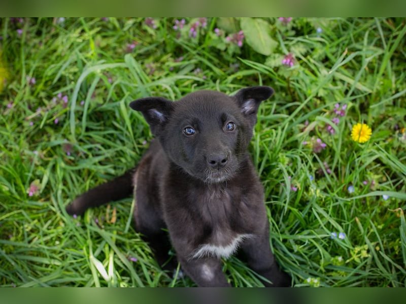 Trine: Hundekind sucht ein Zuhause