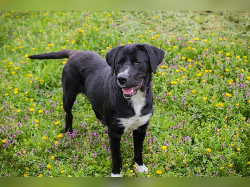 Chip 238265: Sucht ein Zuhause