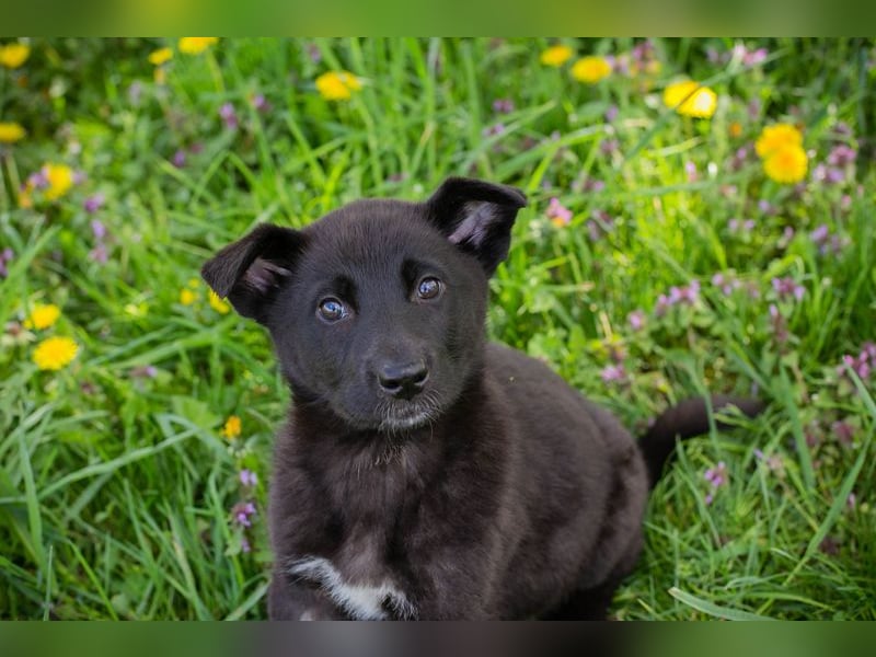 Trine: Hundekind sucht ein Zuhause
