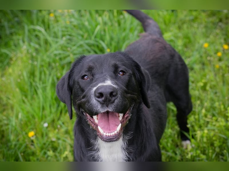 Chip 238265: Sucht ein Zuhause