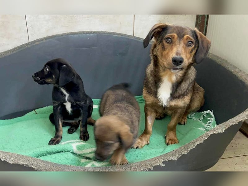Chip 253715: Hundekind sucht ein Zuhause