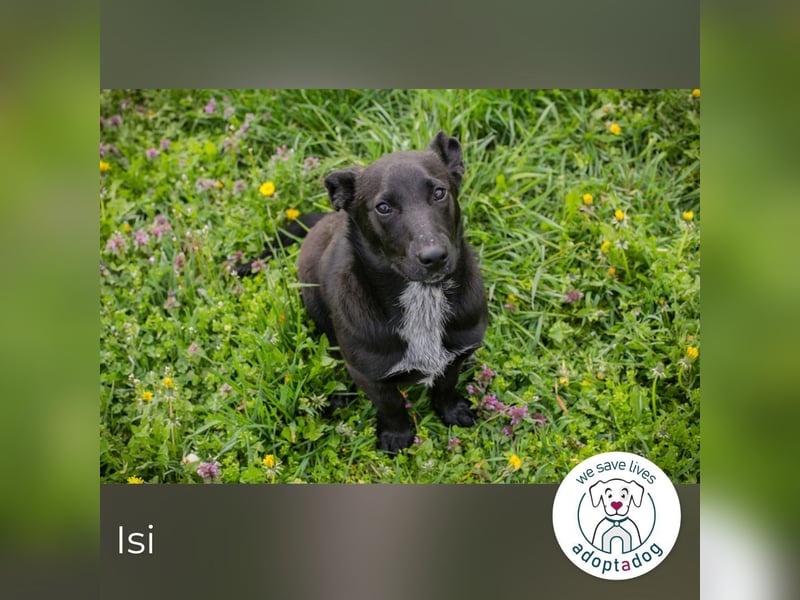 Isi: Hundekind sucht ein Zuhause
