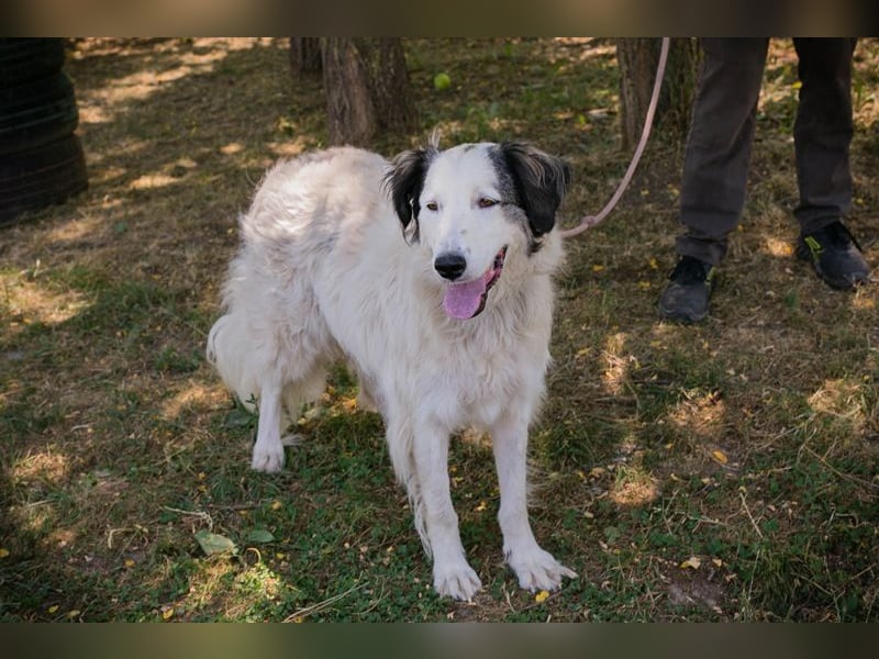 Sofie: Sucht ein Zuhause