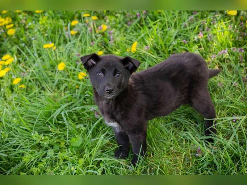 Trine: Hundekind sucht ein Zuhause
