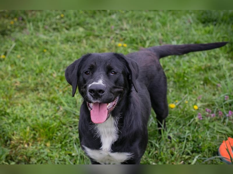 Chip 238265: Sucht ein Zuhause