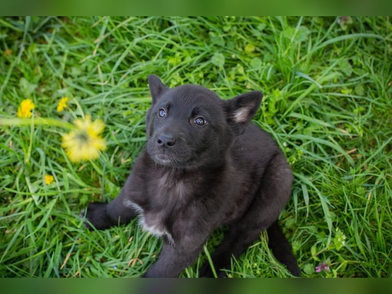 Trine: Hundekind sucht ein Zuhause