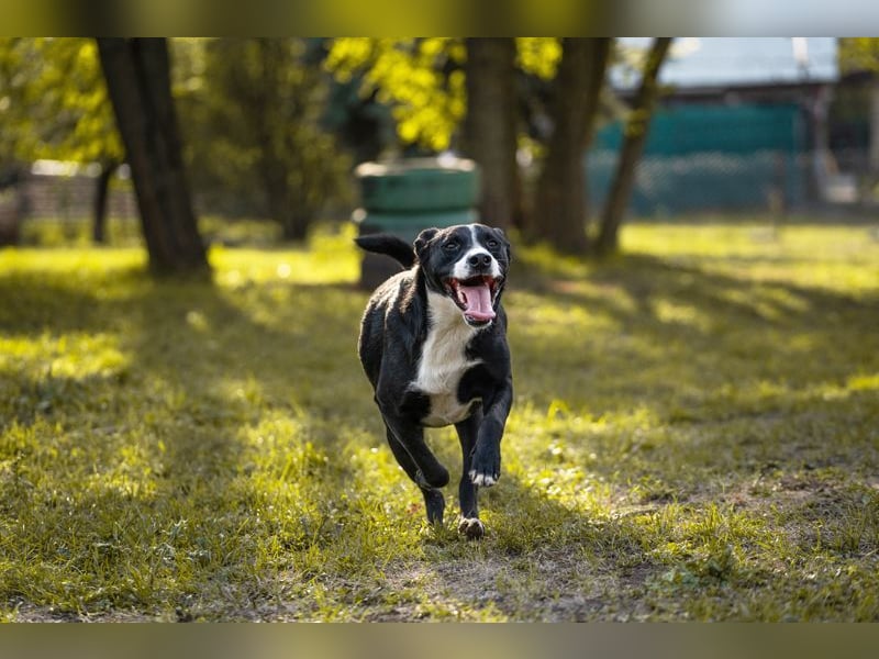 Gretchen: kennt nur das Tierheim