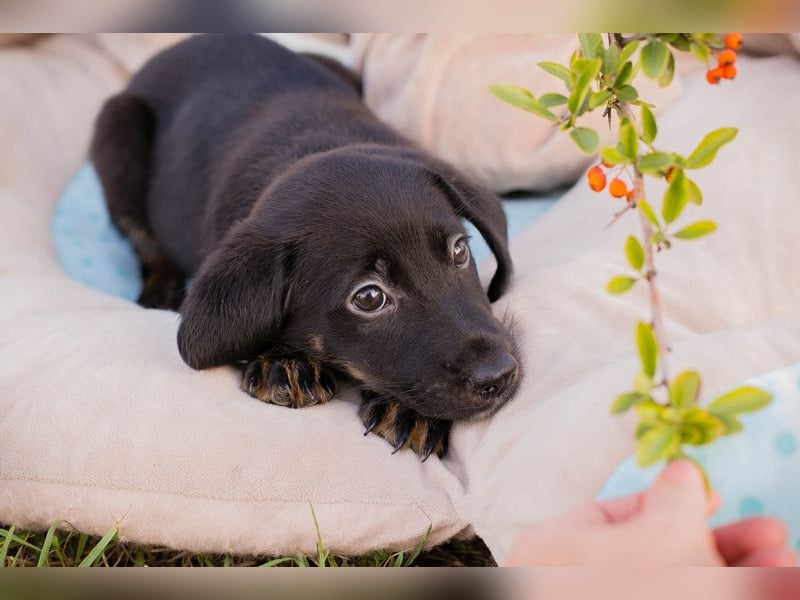 Chip 253715: Hundekind sucht ein Zuhause
