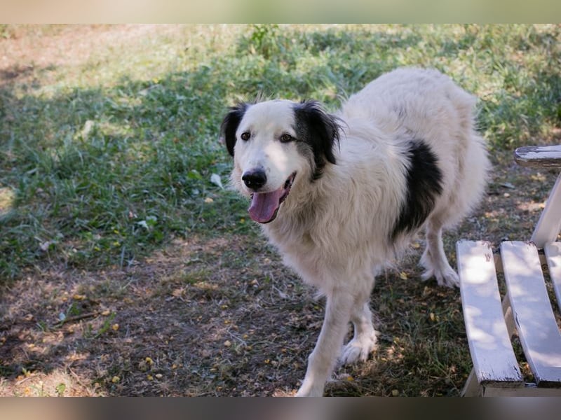 Sofie: Sucht ein Zuhause