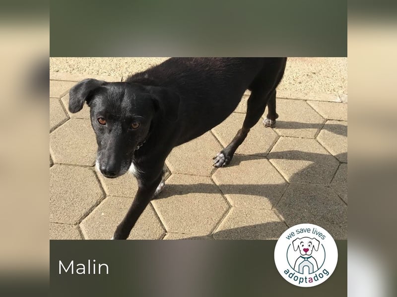 Malin: Black Beauty