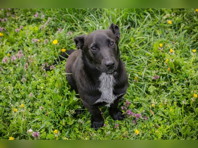 Isi: Hundekind sucht ein Zuhause