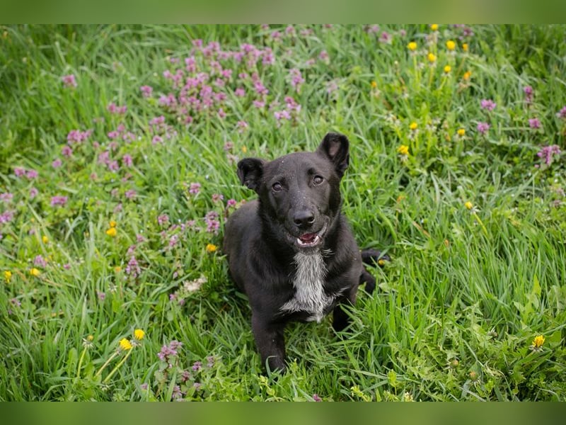 Isi: Hundekind sucht ein Zuhause