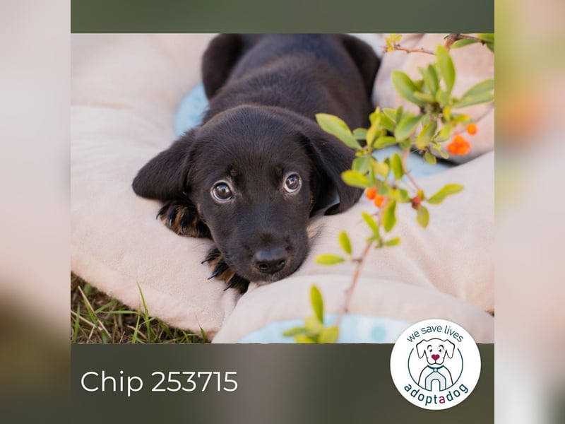 Chip 253715: Hundekind sucht ein Zuhause